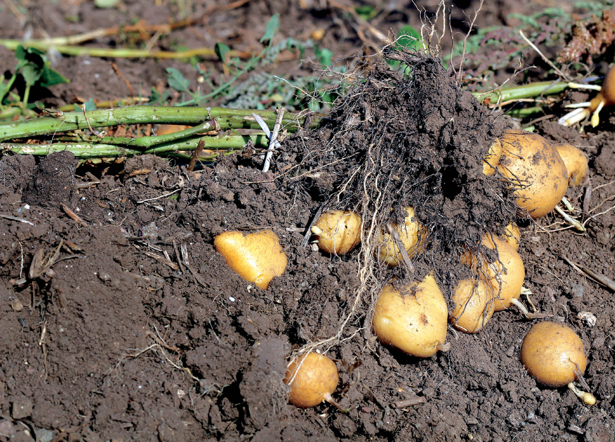 Biofertilisers in Indian Agriculture
